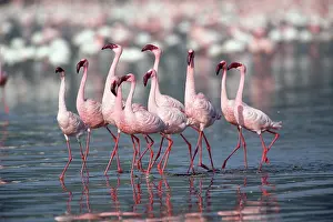 Team: Lesser Flamingo
