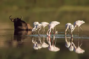 Brindled: Lesser Flamingo