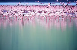 Phoenicopteridae: Lesser Flamingo