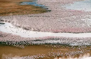 Bogoria: Lesser FLAMINGO - aerial of Lake Bogoria