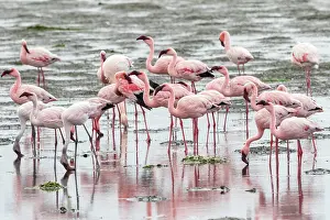 Color Photo: LESSER FLAMINGO AND GREATER FLAMINGO