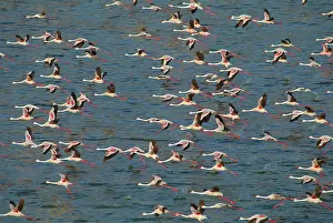 Bogoria: Lesser Flamingo and Greater Flamingo (Phoenicopterus