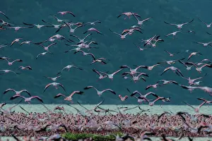 Bogoria: Lesser Flamingo and Greater Flamingos - mass