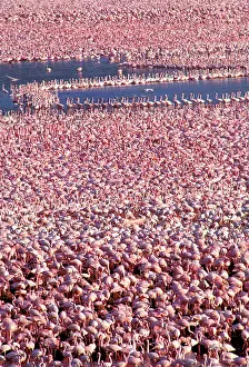 Crowds: Lesser Flamingo Lake Bogaria Kenya Africa