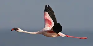 Depart: Lesser Flamingo at Lake Nakuru NP, Kenya