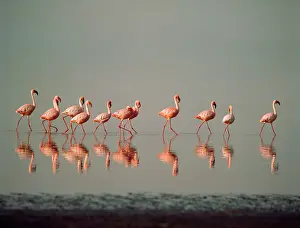 Eleven: LESSER FLAMINGO - line of eleven
