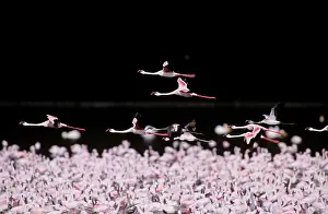 Massed: Lesser Flamingo - massed flock, some in flight