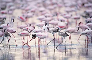Massed: Lesser Flamingo - massed flock - including juveniles