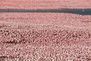 LESSER FLAMINGO MASSES