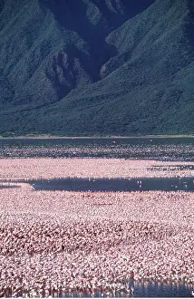 Communities: LESSER FLAMINGO - masses