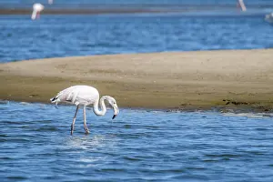 Walvis: Lesser Flamingo (Phoeniconaias minor), Greater Flamingo