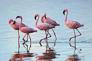 Preserves: Lesser Flamingo (Phoeniconaias minor), group in