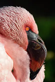 Phoeniconaias: Lesser flamingo (Phoeniconaias minor), portrait