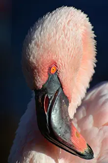Phoeniconaias: Lesser flamingo (Phoeniconaias minor), portrait