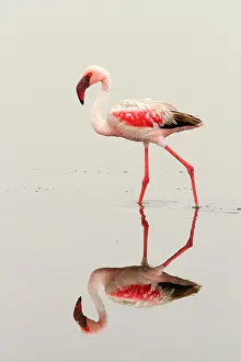 Minor: Lesser flamingo (Phoeniconaias minor), striding