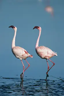 Bogoria: Lesser Flamingo, (Phoenicopterus minor)