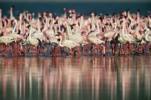 Bogoria: Lesser Flamingo, (Phoenicopterus minor)