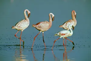 Attract: Lesser Flamingo (Phoenicopterus minor)