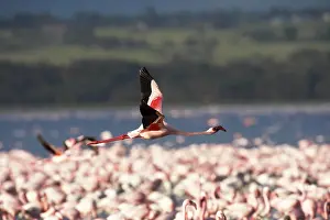 Minor: Lesser Flamingo (phoenicopterus minor), Adult in