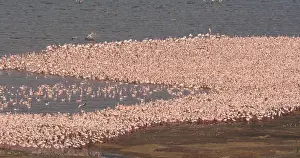 Lesser: Lesser Flamingo (phoenicopterus minor), Colony a