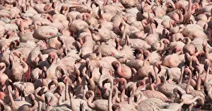 Lesser: Lesser Flamingo (phoenicopterus minor), Colony a