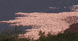 Lesser: Lesser Flamingo (phoenicopterus minor), Colony a