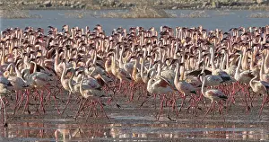 Lesser: Lesser Flamingo (phoenicopterus minor), Colony a