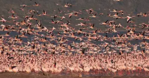 Lesser: Lesser Flamingo (phoenicopterus minor), Group in