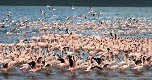 Lesser: Lesser Flamingo (phoenicopterus minor), Group in