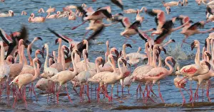 Lesser: Lesser Flamingo (phoenicopterus minor), Group in