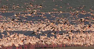 Lesser: Lesser Flamingo (phoenicopterus minor), Group in