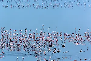 Manyara: Lesser Flamingo, Phoenicopterus minor, Lake