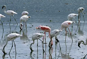 Flamingoes: Lesser Flamingoes Feeding