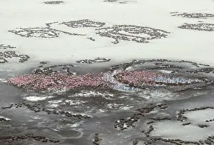 Moulting: Lesser Flamingoes, Lake Natron, Tanzania