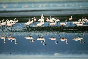 Widlife: Lesser Flamingos