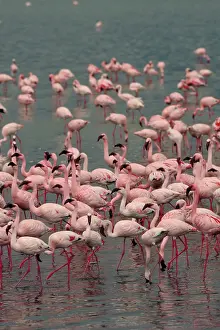 Lesser flamingos