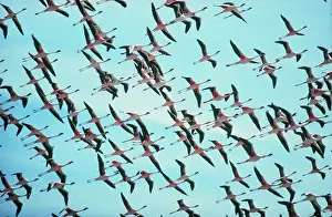 Flamingoes: Lesser Flamingos