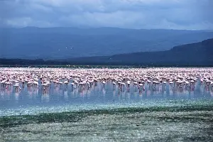 Flamingoes: Lesser Flamingos