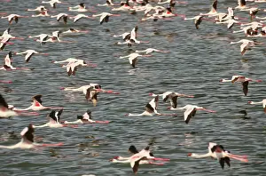 Widlife: Lesser Flamingos