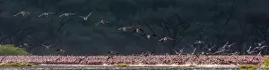 Bogoria: Lesser Flamingos in flight over flock