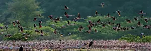 Bogoria: Lesser Flamingos in flight over flock