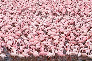 LESSER FLAMINGOS - flock