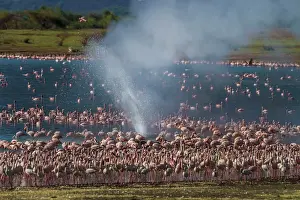 Bogoria: Lesser Flamingos - around hot springs. Lake Bogoria