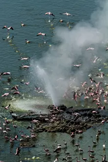 Bogoria: Lesser Flamingos - around hot springs. Lake Bogoria