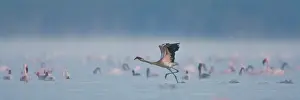 Depart: Lesser Flamingos at Lake Nakuru NP, Kenya