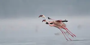 Depart: Lesser Flamingos at Lake Nakuru NP, Kenya