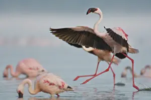 Depart: Lesser Flamingos at Lake Nakuru NP, Kenya