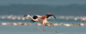 Depart: Lesser Flamingos at Lake Nakuru NP, Kenya