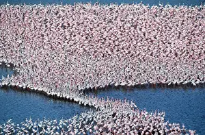 Communities: LESSER FLAMINGOS - mass on lake