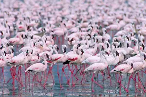 Massed: Lesser flamingos - massed flock